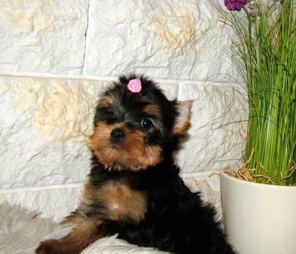 Businka Yorkshire Terrier Businka Yorkshire Terrier