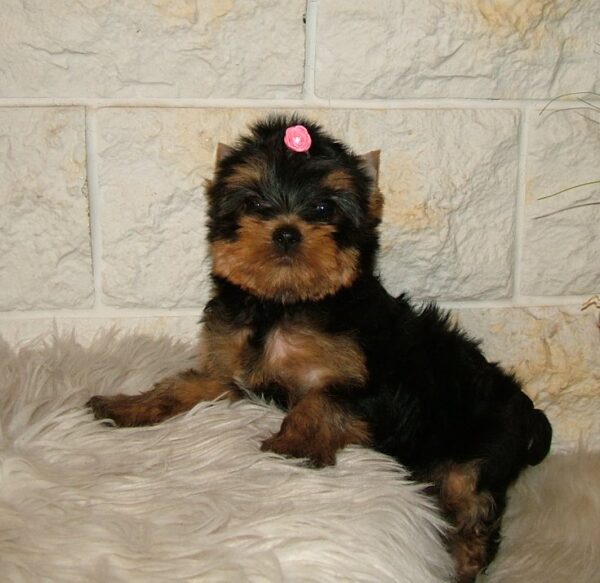 Businka Yorkshire Terrier Businka Yorkshire Terrier