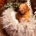 Calvin-male-miniature-poodle-puppy-for-sale-1 (1)