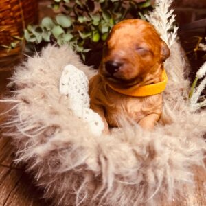 Calvin Miniature Poodle Calvin Miniature Poodle