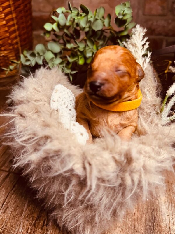 Calvin Miniature Poodle Calvin Miniature Poodle