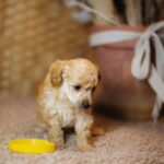 Calvin-male-miniature-poodle-puppy-for-sale- (1)