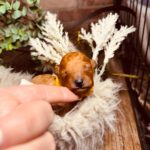 Calvin-male-miniature-poodle-puppy-for-sale-1 (2)