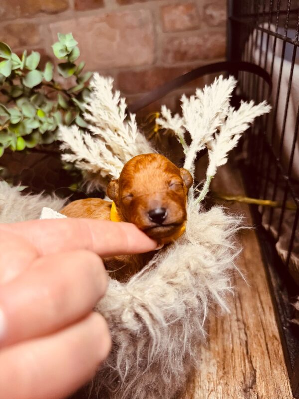 Calvin Miniature Poodle Calvin Miniature Poodle