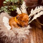 Calvin-male-miniature-poodle-puppy-for-sale-1 (3)