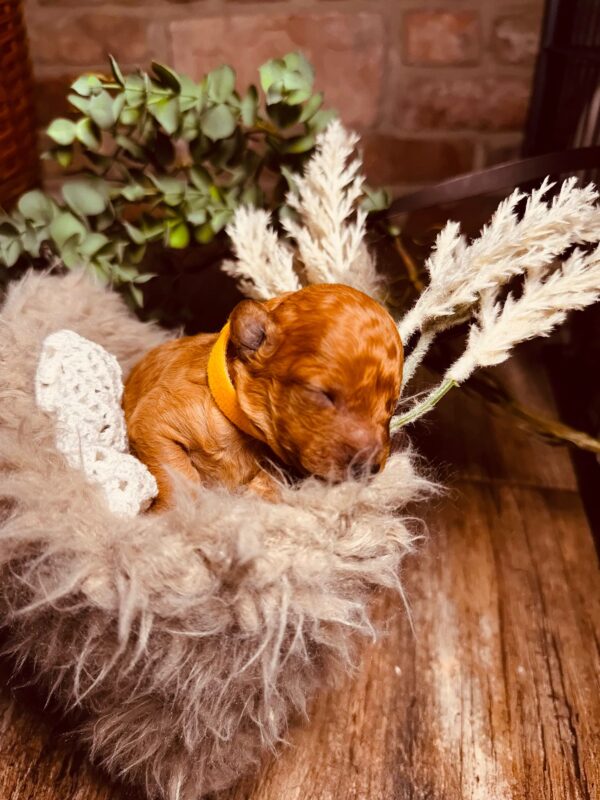 Calvin Miniature Poodle Calvin Miniature Poodle