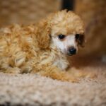 Calvin-male-miniature-poodle-puppy-for-sale- (1)