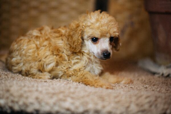 Calvin Miniature Poodle Calvin Miniature Poodle