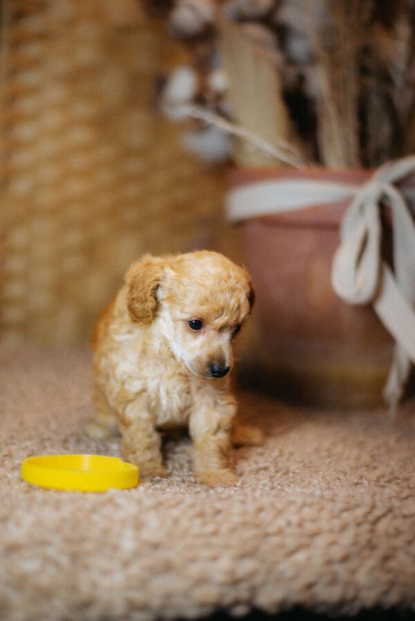 Calvin Miniature Poodle Calvin Miniature Poodle