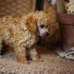 Calvin-male-miniature-poodle-puppy-for-sale- (2)