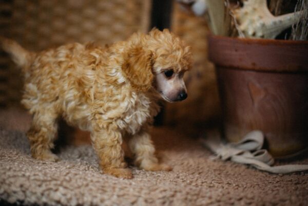 Calvin Miniature Poodle Calvin Miniature Poodle