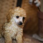 Calvin-male-miniature-poodle-puppy-for-sale- (3)