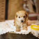 Calvin-male-miniature-poodle-puppy-for-sale- (3)