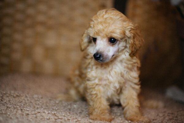 Calvin Miniature Poodle Calvin Miniature Poodle