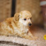 Calvin-male-miniature-poodle-puppy-for-sale- (4)