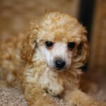 Calvin-male-miniature-poodle-puppy-for-sale- (5)