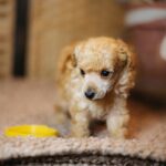 Calvin-male-miniature-poodle-puppy-for-sale- (5)