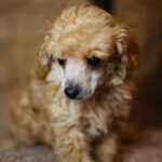 Calvin-male-miniature-poodle-puppy-for-sale- (6)