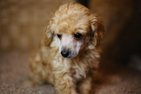 Calvin Miniature Poodle Calvin Miniature Poodle