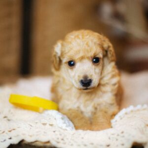Calvin Miniature Poodle Calvin Miniature Poodle