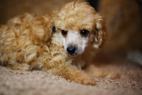 Calvin Miniature Poodle Calvin Miniature Poodle