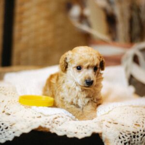 Calvin Miniature Poodle Calvin Miniature Poodle