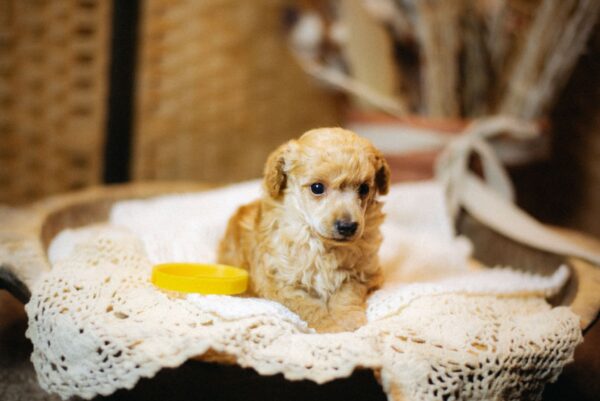 Calvin Miniature Poodle Calvin Miniature Poodle