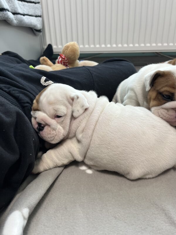 Camis English Bulldog Camis English Bulldog