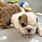 Camis-male-English-bulldog-puppy-for-sale-1 (2)