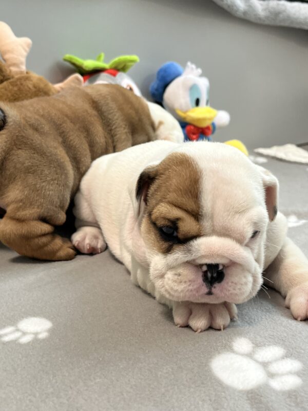 Camis English Bulldog Camis English Bulldog