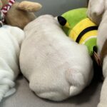 Camis-male-English-bulldog-puppy-for-sale-1 (3)