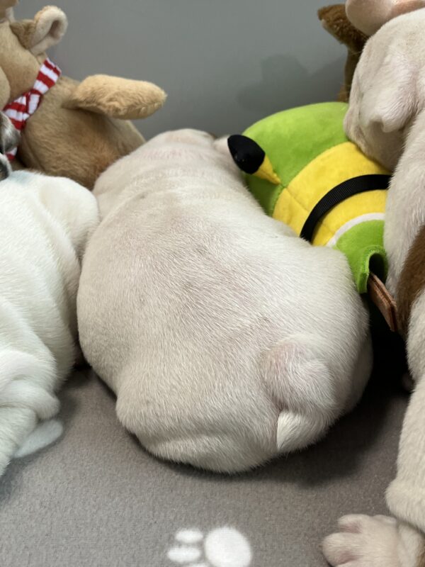 Camis English Bulldog Camis English Bulldog