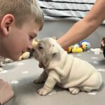 Camis-male-English-bulldog-puppy-for-sale-1 (4)
