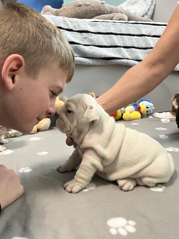 Camis English Bulldog Camis English Bulldog