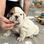 Camis-male-english-bulldog-puppy-for-sale- (1)