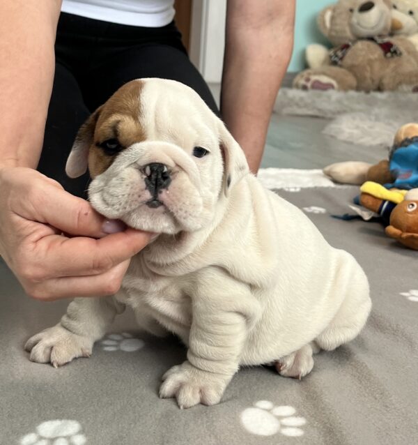 Camis English Bulldog Camis English Bulldog