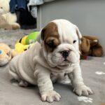 Camis-male-english-bulldog-puppy-for-sale- (2)