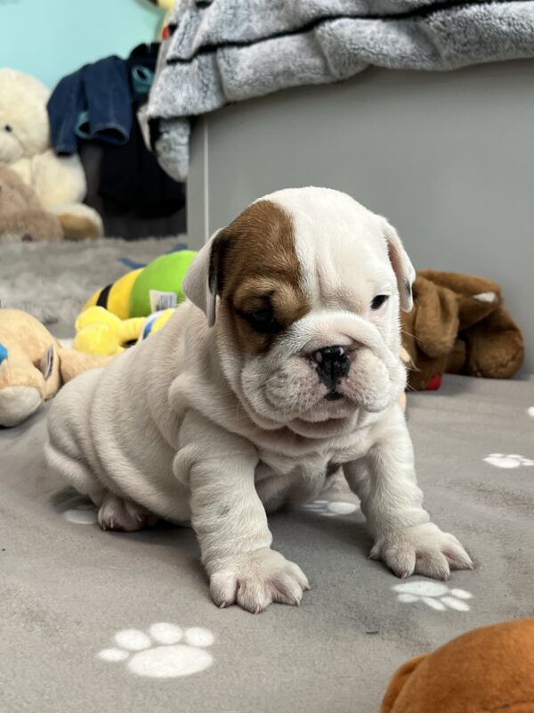 Camis English Bulldog Camis English Bulldog