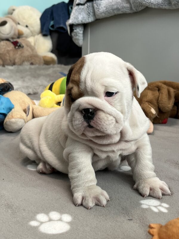 Camis English Bulldog Camis English Bulldog