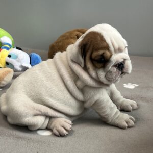 Camis English Bulldog Camis English Bulldog