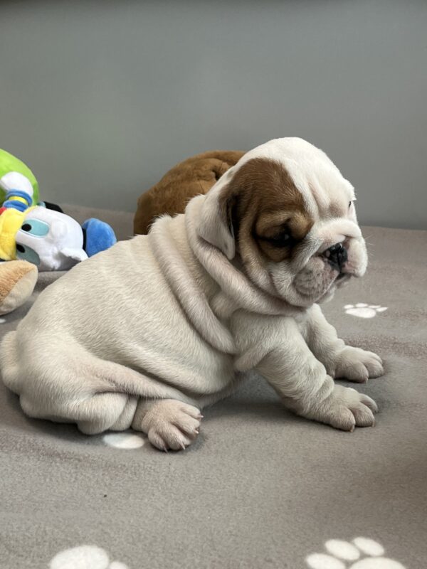 Camis English Bulldog Camis English Bulldog