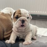 Camis-male-english-bulldog-puppy-for-sale- (5)