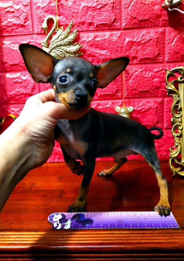 Carl Russian Toy Terrier Carl Russian Toy Terrier