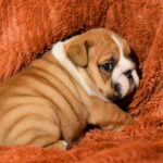 Carol-female-english-bulldog-puppy-for-sale- (1)