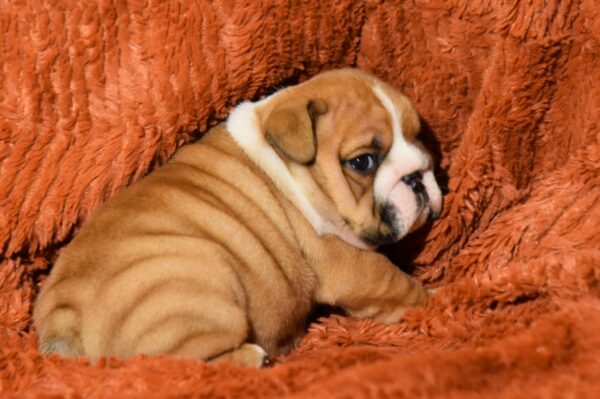 Carol English Bulldog Carol English Bulldog