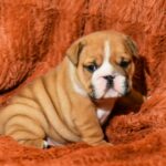 Carol-female-english-bulldog-puppy-for-sale- (2)