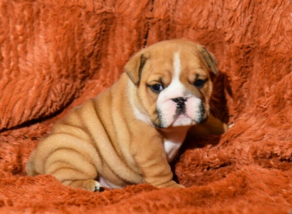 Carol English Bulldog Carol English Bulldog