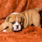 Carol-female-english-bulldog-puppy-for-sale- (3)