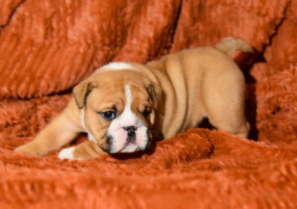 Carol English Bulldog Carol English Bulldog