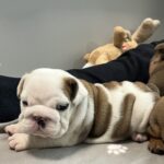 Carrie-female-English-bulldog-puppy-for-sale-1 (1)